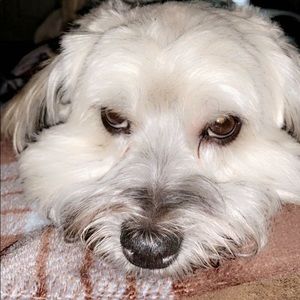 Meet your Posher, Sydney